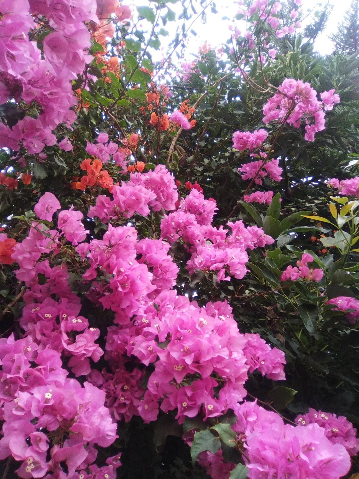 Mar De Flores Vega de San Mateo Eksteriør bilde